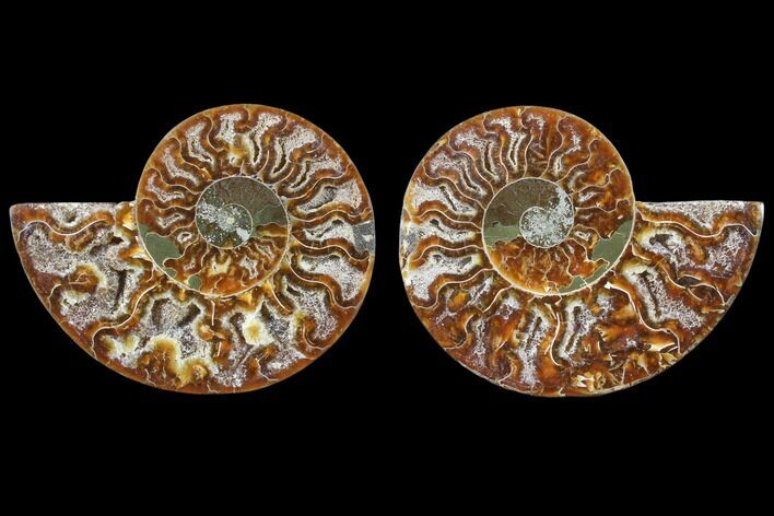 Cut & Polished Ammonite Fossil - Agatized #82268